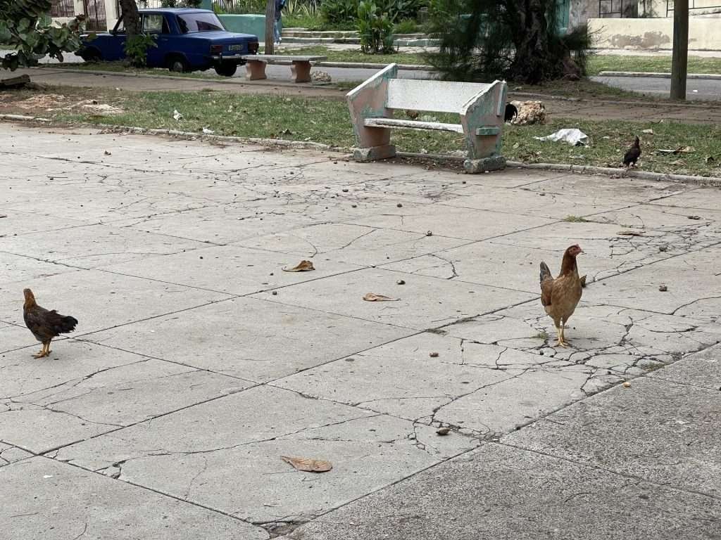 Cuban Chicken in Vedado during Cuban visa extension