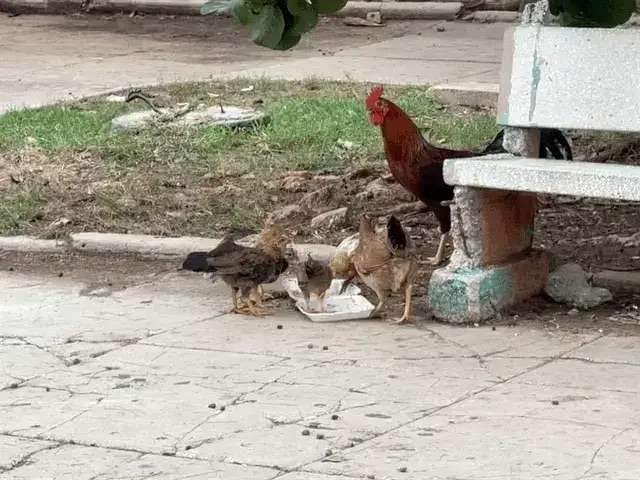 Cuban chickens in Vedado during Cuban visa extension