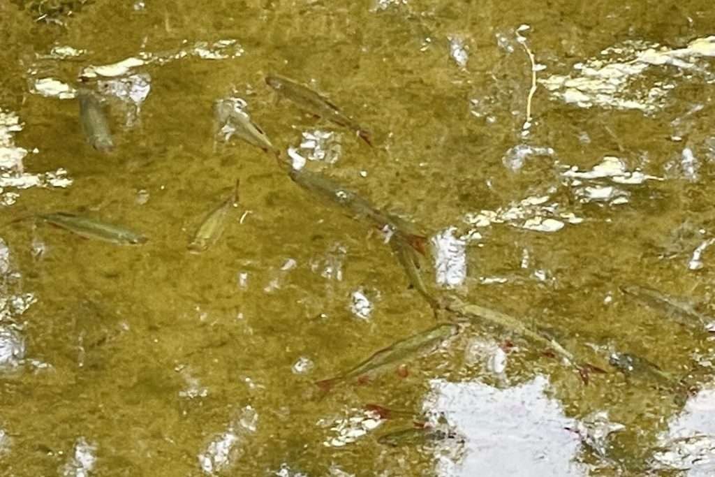 Fish in Botanical Garden Bonn Germany