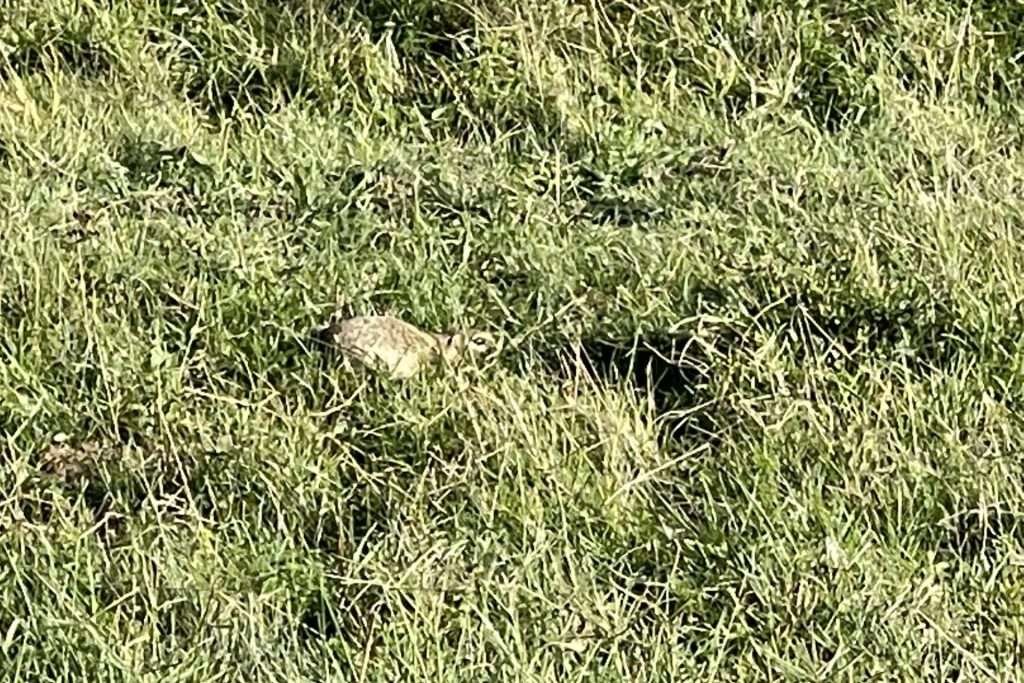 Hungarian ground weasel Balatonfured