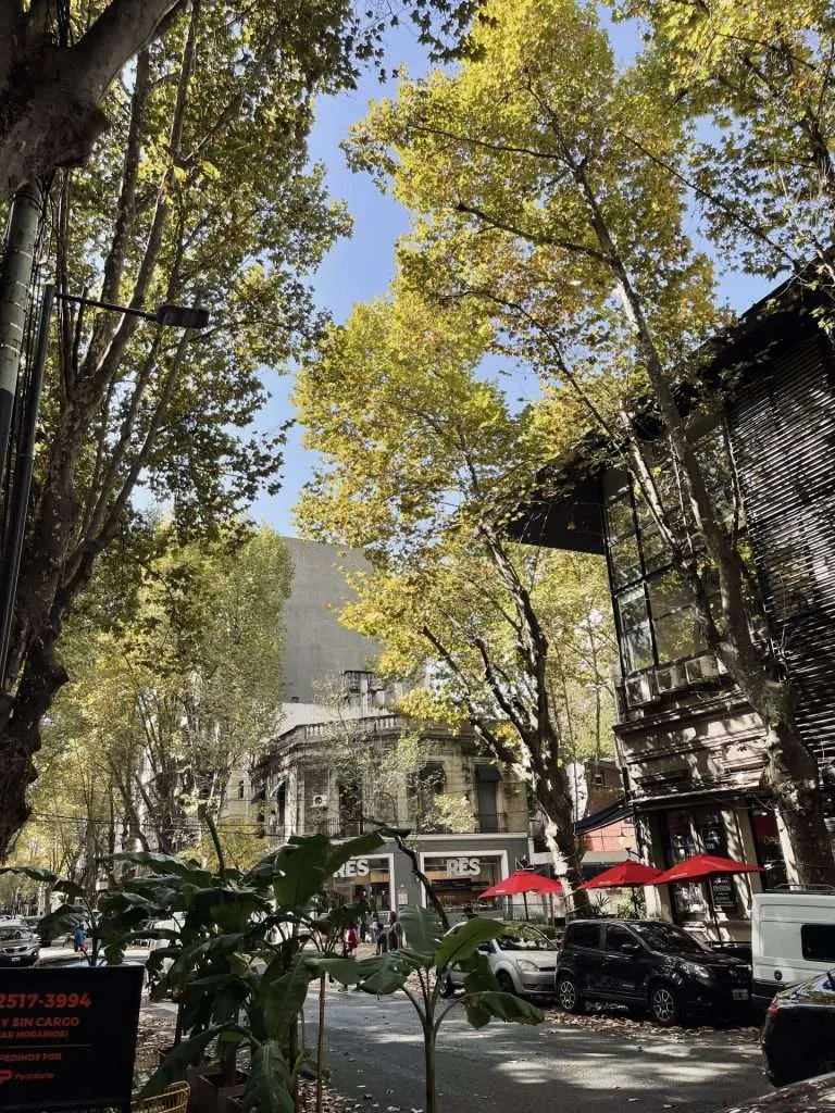 Tree Lined Street Of Palermo Hollywood