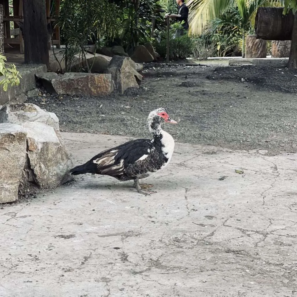 Goose at Finca Vista Hermosa