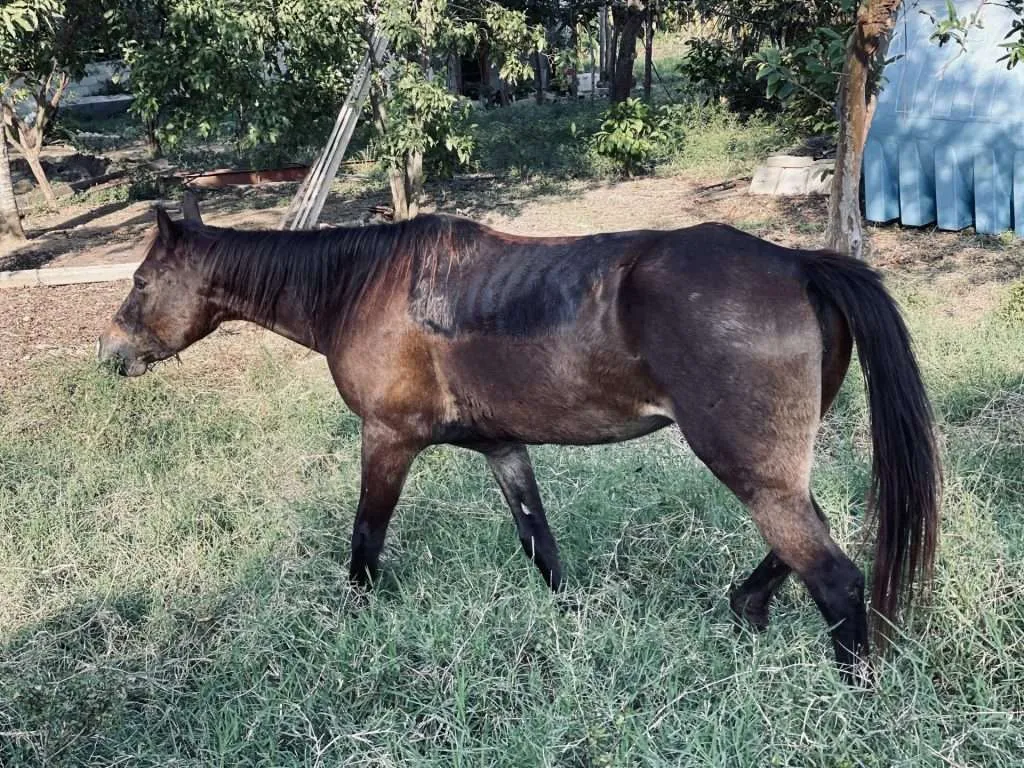 Horse at Finca Vista Hermosa in Guanabacoa Cuba