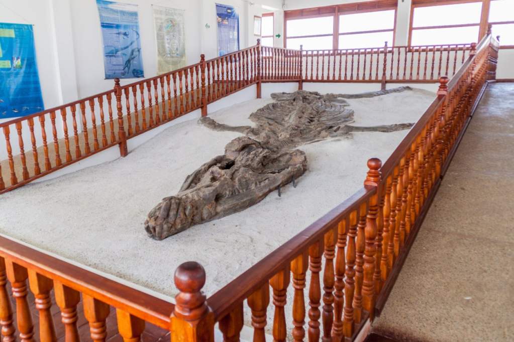 Paleontological Museum in Villa de Leyva