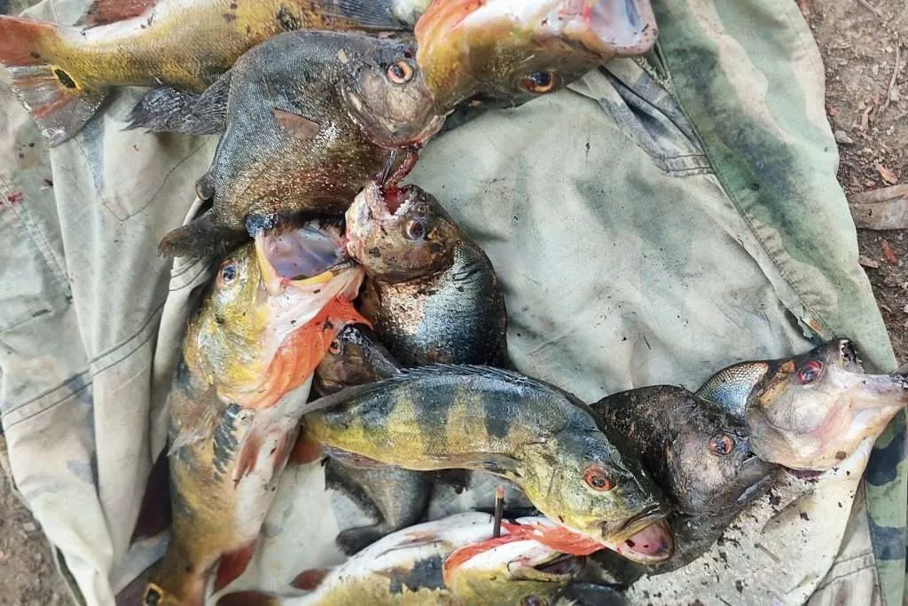 Piranha fishing in Puerto Maldonado, Tambopata Peru