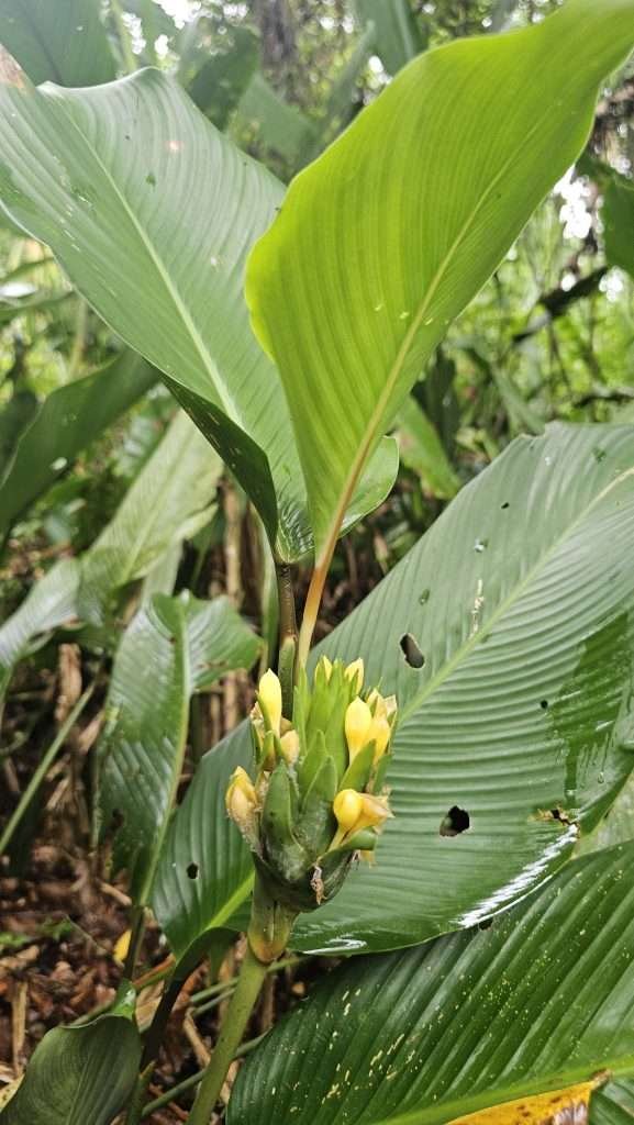 Beautiful plants on Monkey Island in Tambopata (isla de los monos)