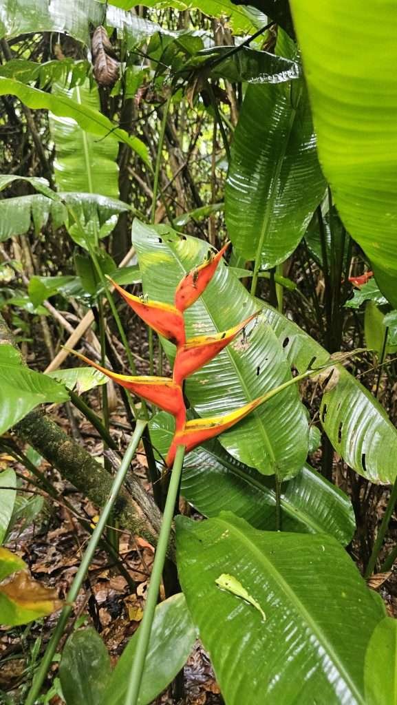 Bird of paradise plant at Monkey Island in Tambopata (isla de los monos)