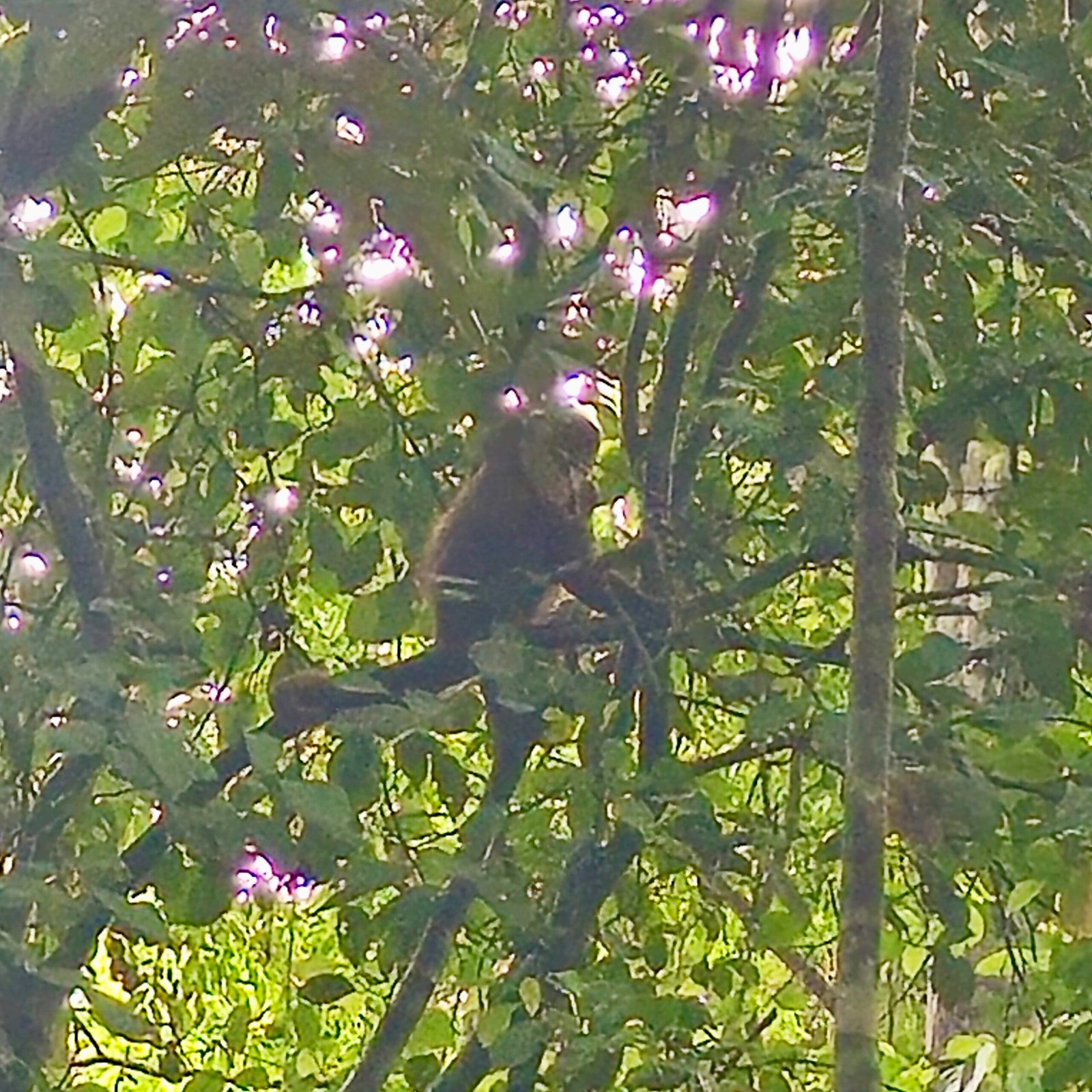 Capuchin Monkey at Monkey Island in Tambopata (isla de los monos)