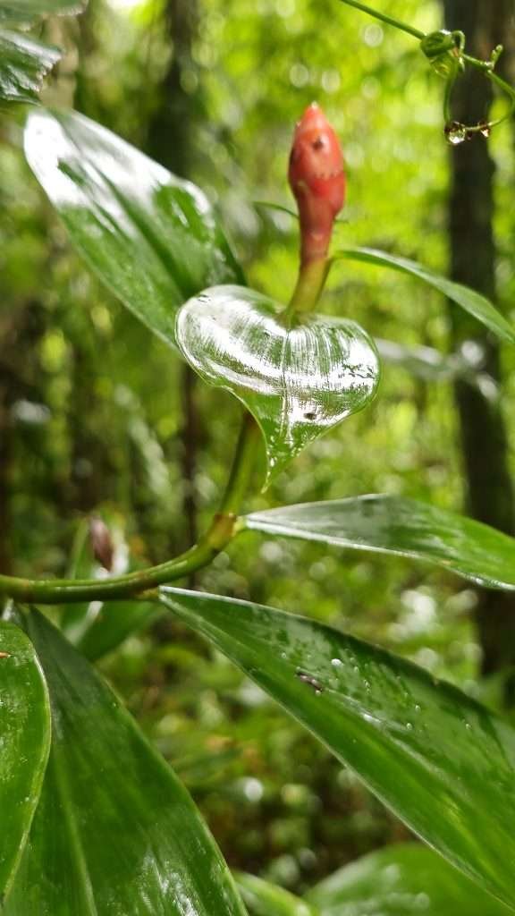 Flowers in the rainforest on Monkey Island in Tambopata (isla de los monos)