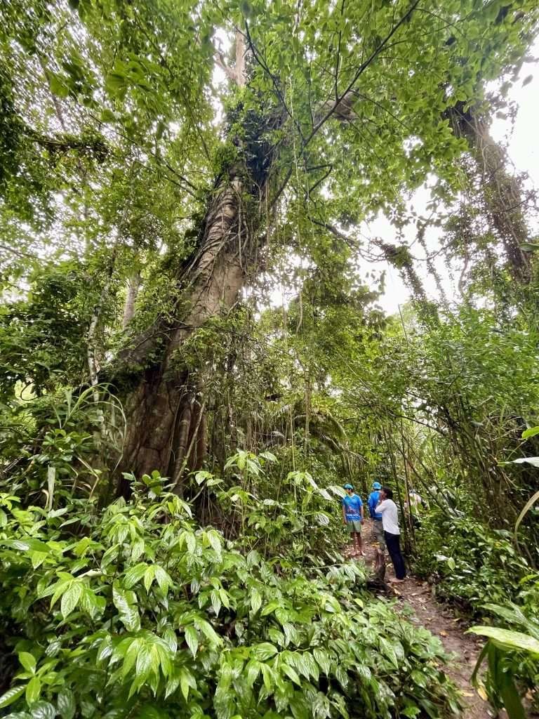 Huge old growth rainforest tree on Monkey Island in Tambopata (isla de los monos)