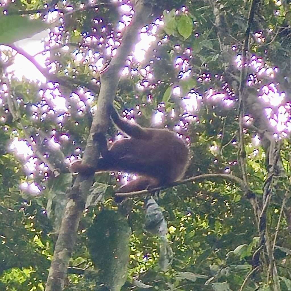 Monkey at Monkey Island in Tambopata (isla de los monos)