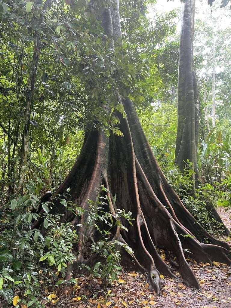 Old Growth tree at Monkey Island in Tambopata (isla de los monos)