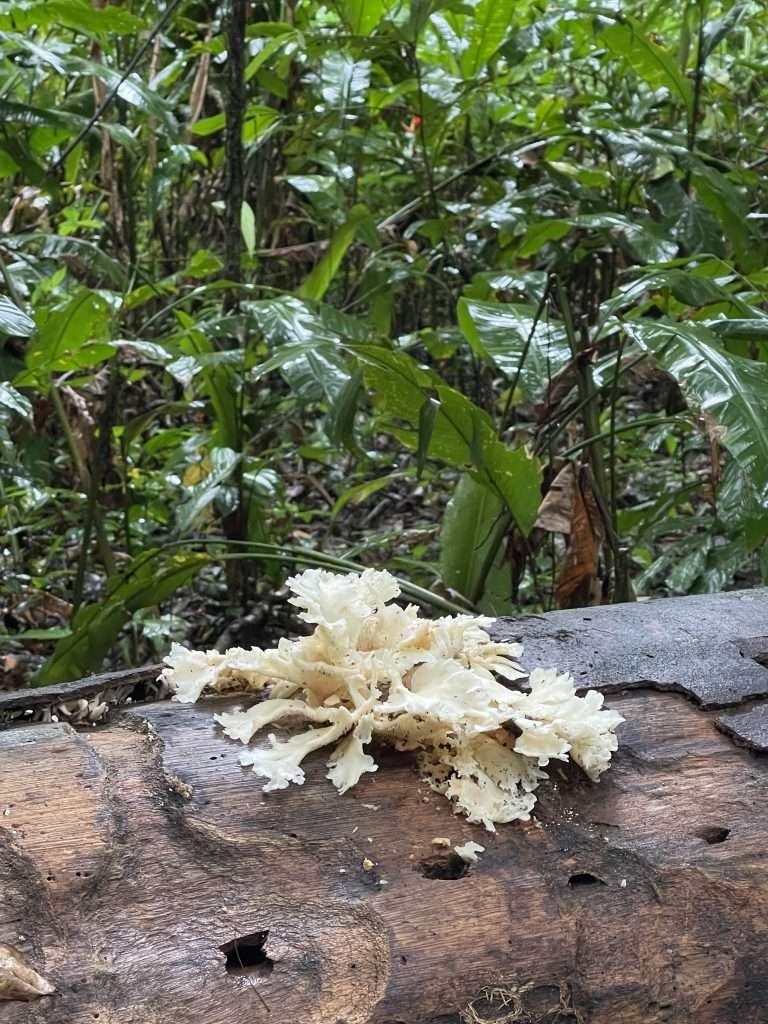 Strange fungus growing on Monkey Island in Tambopata (isla de los monos)