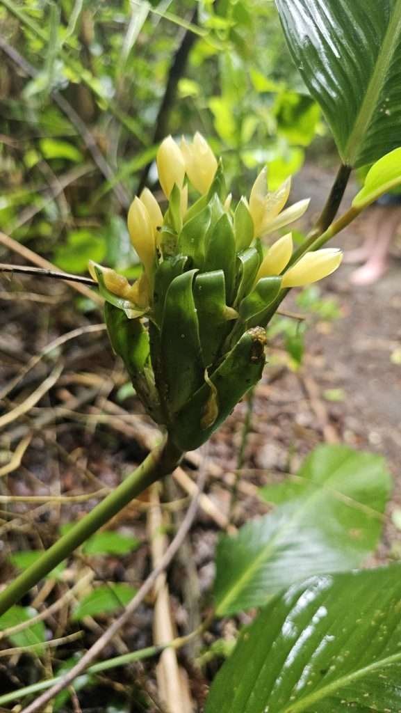 Rare plants at Monkey Island in Tambopata (isla de los monos)