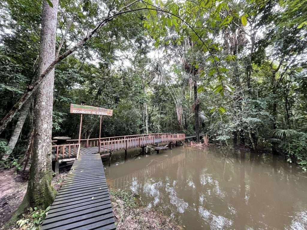 Amazon Rainforest Jungle in Tambopata Peru