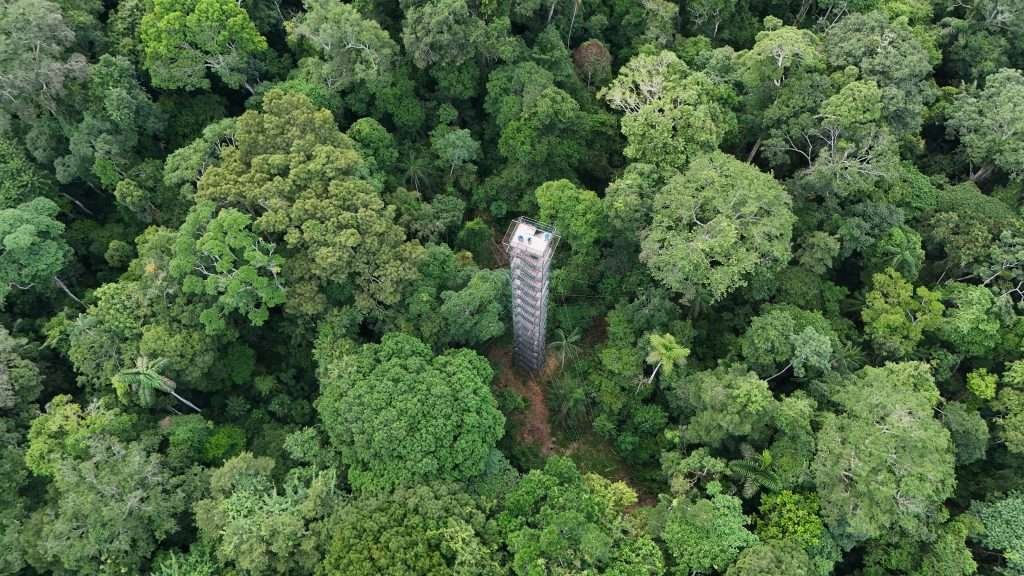 Looking down on the rainforest canopy tower at Collpas Tambopata Inn