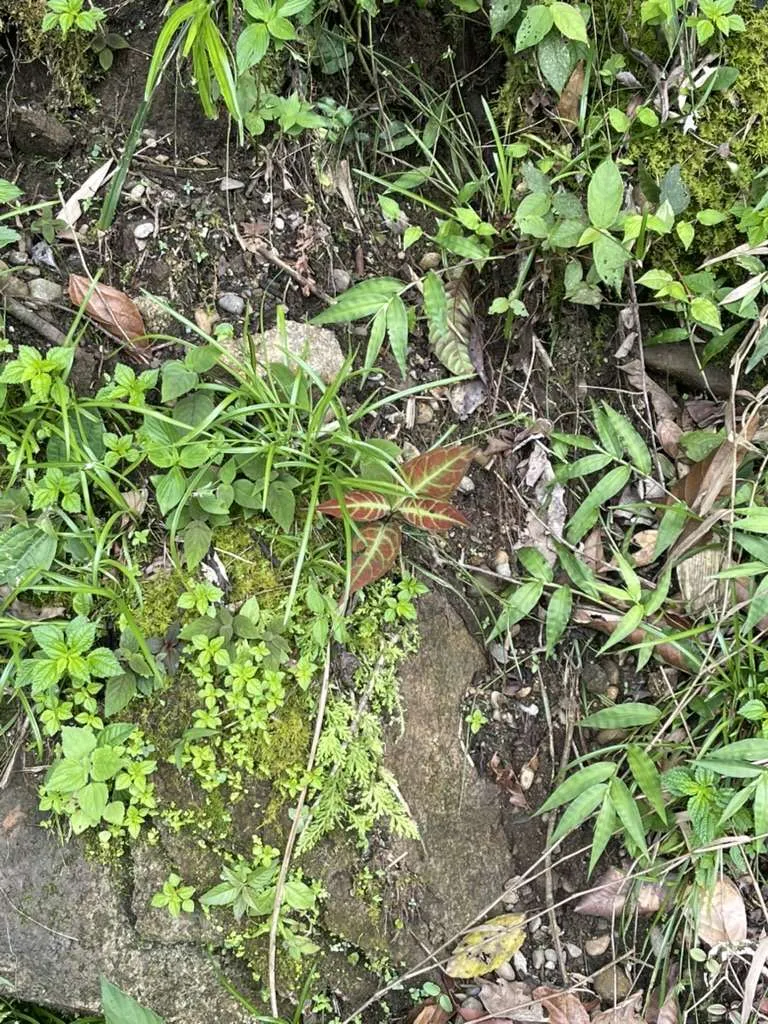 Houseplant just growing beside the road
