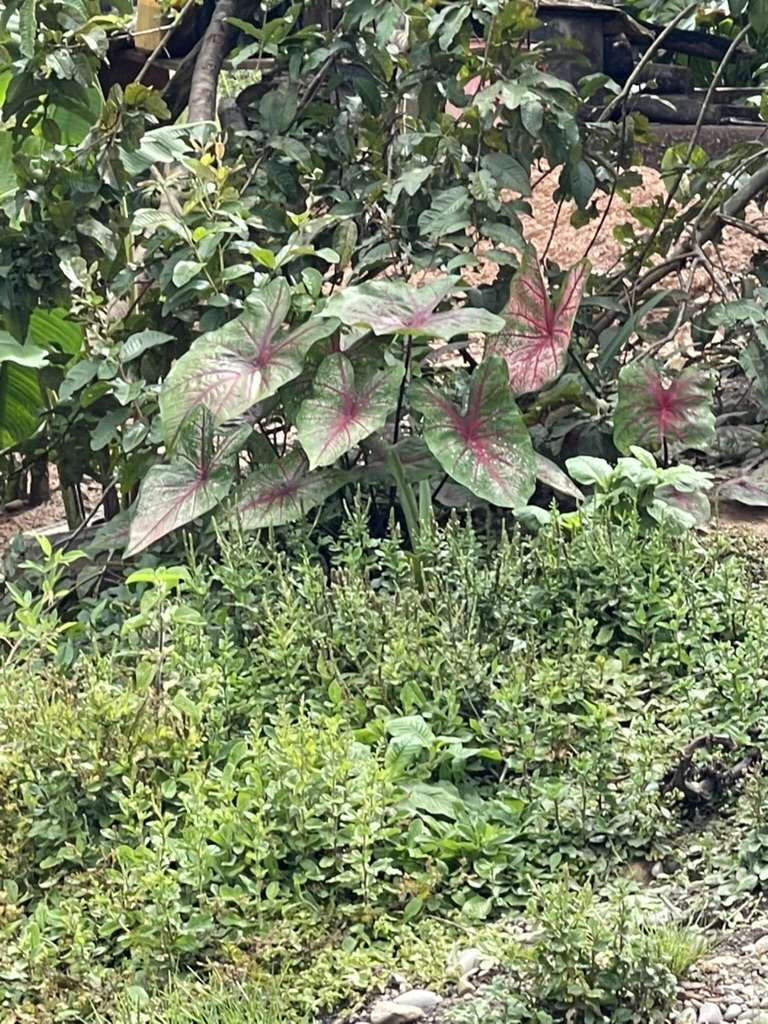 Rare pink houseplant growing beside the road in Peru