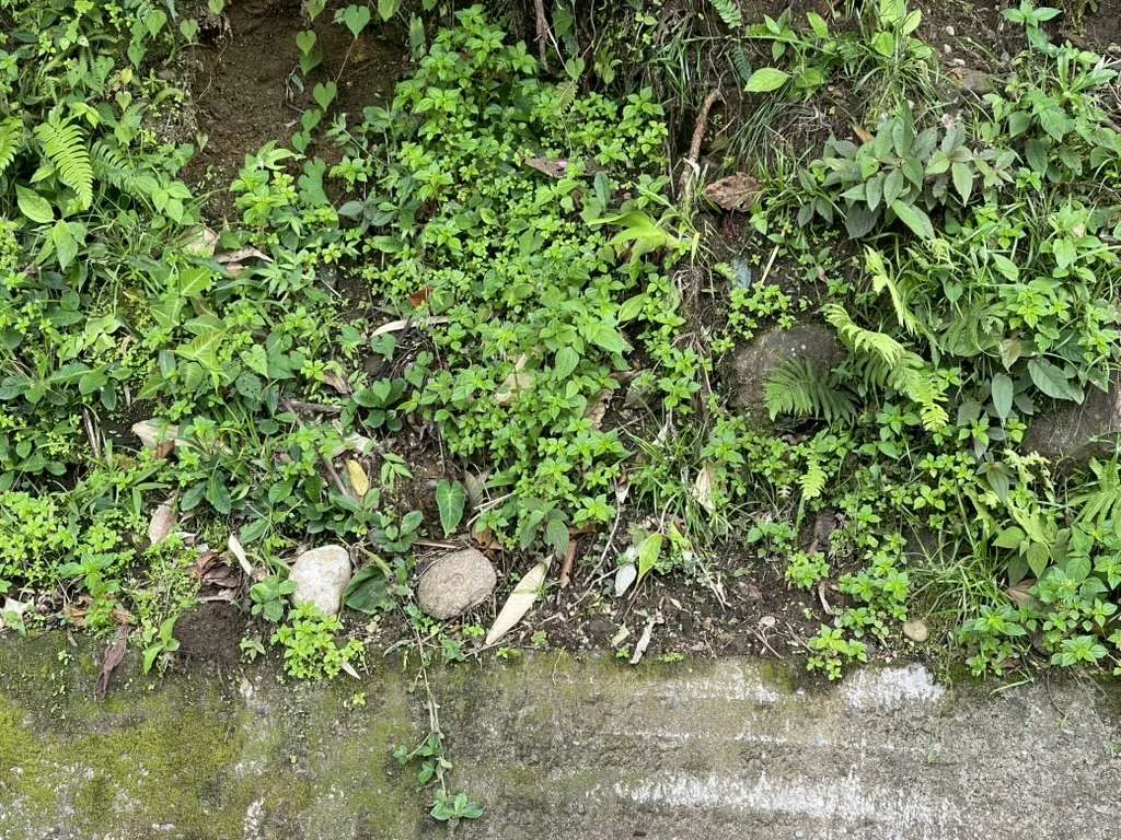 Rare anthurium beside the road in Quincemil Peru