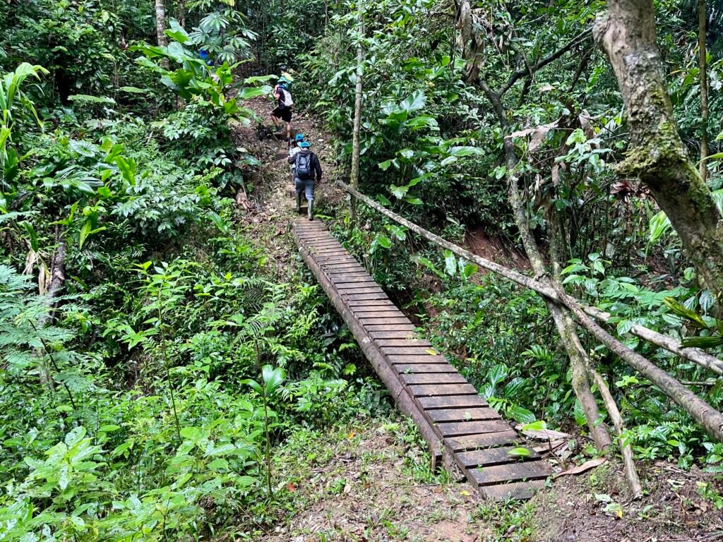 Guided jungle trekking across a wooden bridge in the Peruvian Amazon rainforest.