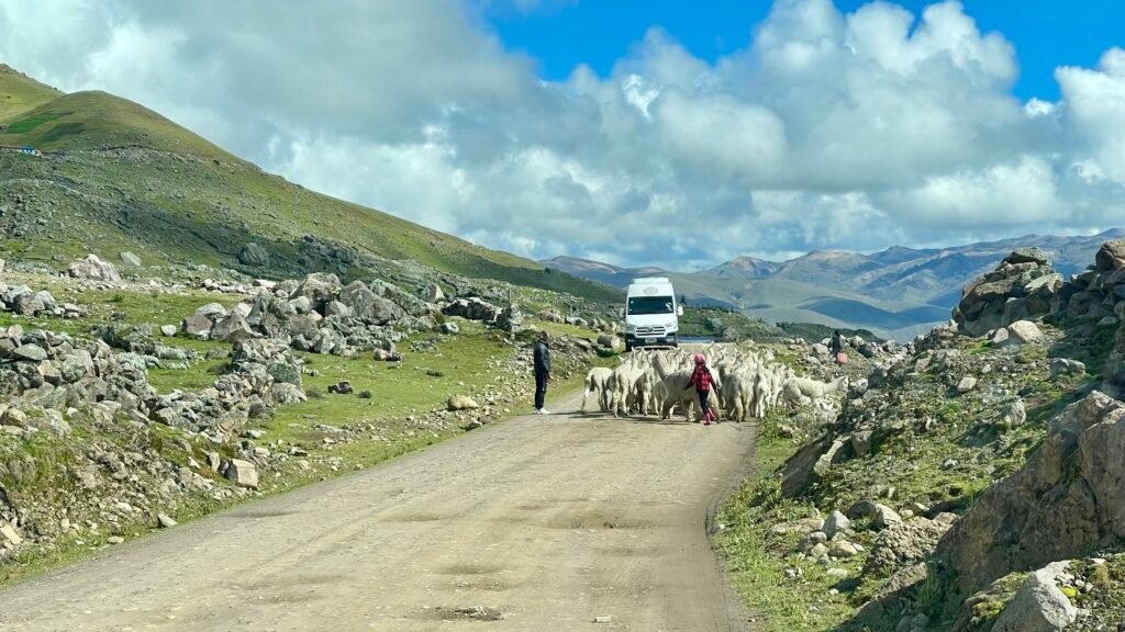A herd of alpacas creates a natural roadblock for a day-trip minivan at the entrance to Pacchanta village, the starting point of the 7 Lakes of Ausangate hike in the Peruvian Andes.
