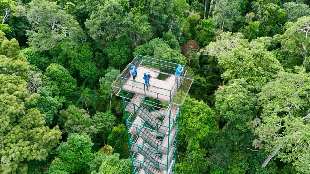 Drone view of a wooden canopy observation tower rising above the dense rainforest in Tambopata, Peru.