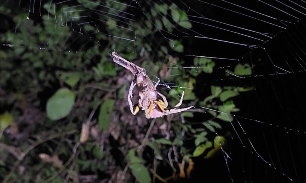A spider resting on its web in the Amazon rainforest at night.