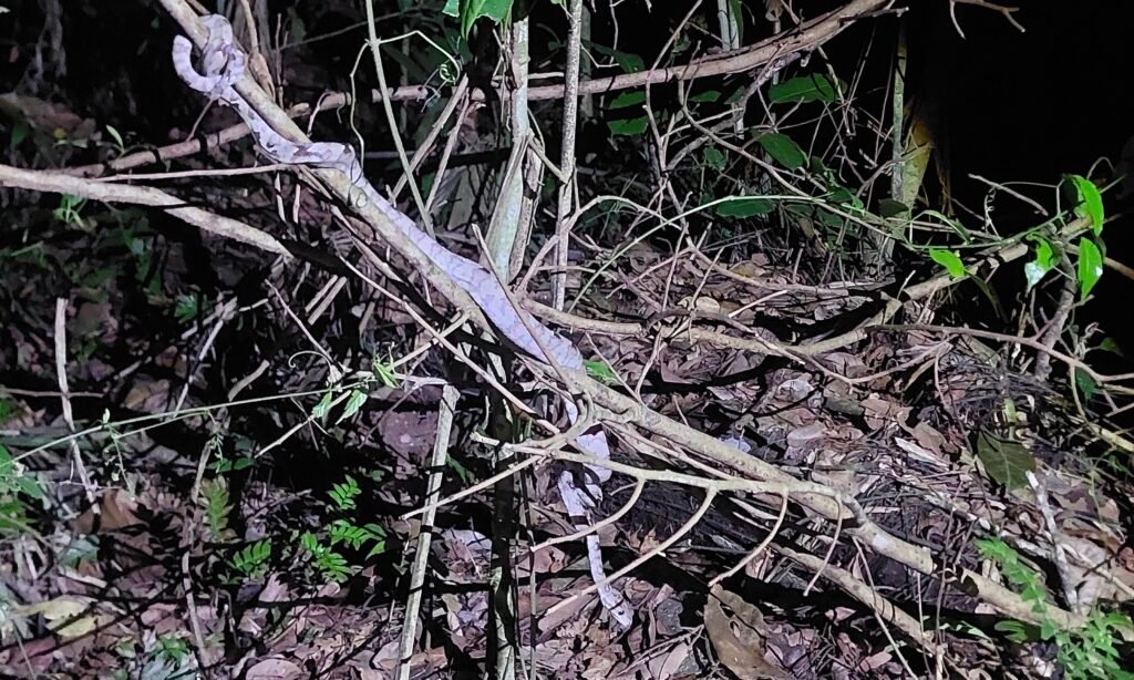 A snake resting on a branch in the Amazon rainforest at night.