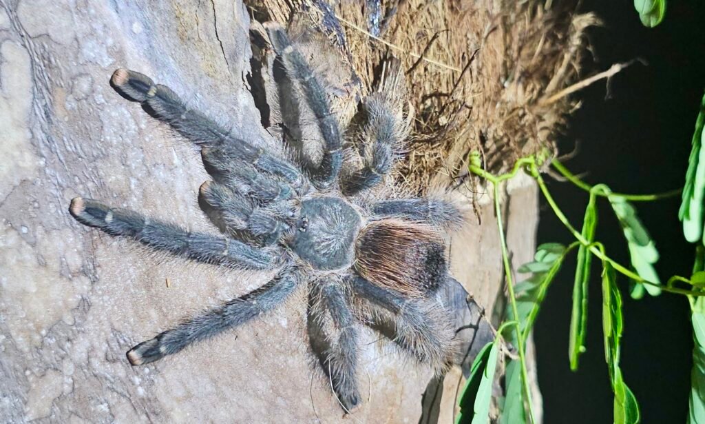 A large tarantula on a tree trunk in the Amazon rainforest at night.