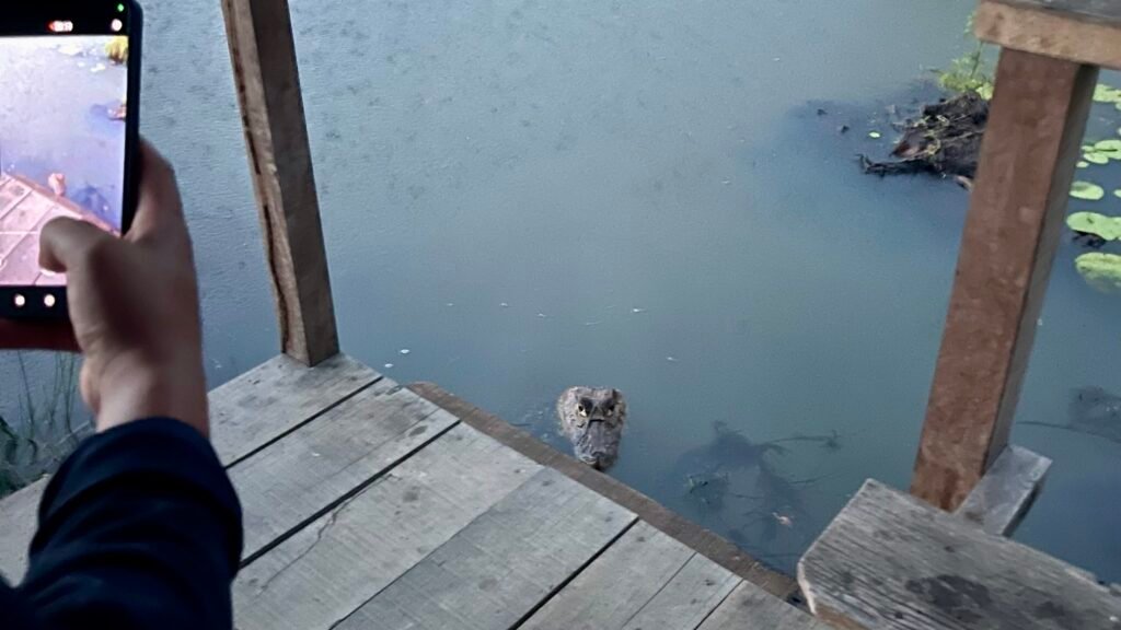 A caiman's head in the water next to a tourist's hand holding a smartphone to take a photo.