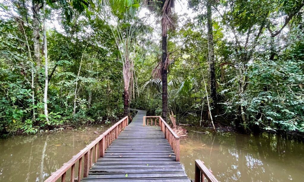 A wooden boardwalk pathway winding through a swampy, forested wetland in the Peruvian Amazon.