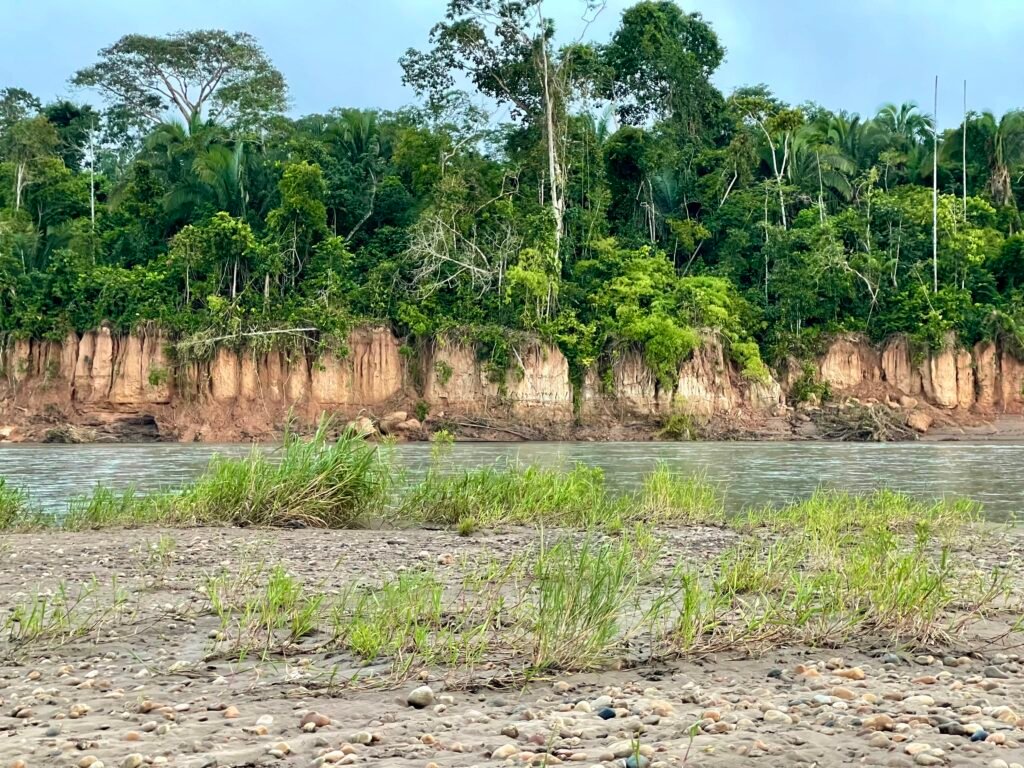 A wide shot of an empty macaw clay lick in Tambopata from the legally required viewing distance.