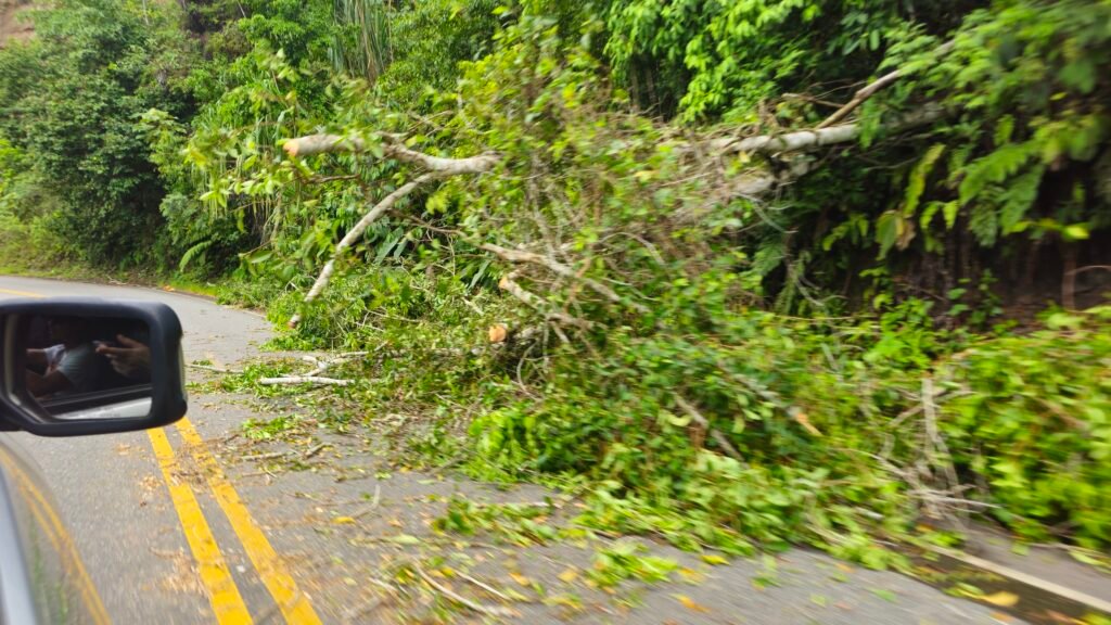 A large fallen tree partially blocking the 30C highway during the descent into the Peruvian Amazon.