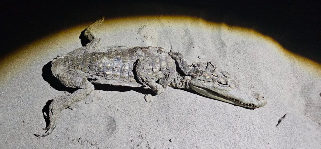 A dead, desiccating caiman on a sandbar at night, with its tail removed by a jaguar predator.
