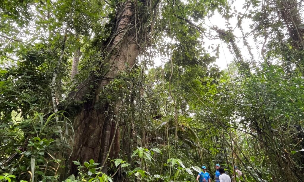 A massive primary forest tree with thick hanging vines on Monkey Island in the Peruvian Amazon.