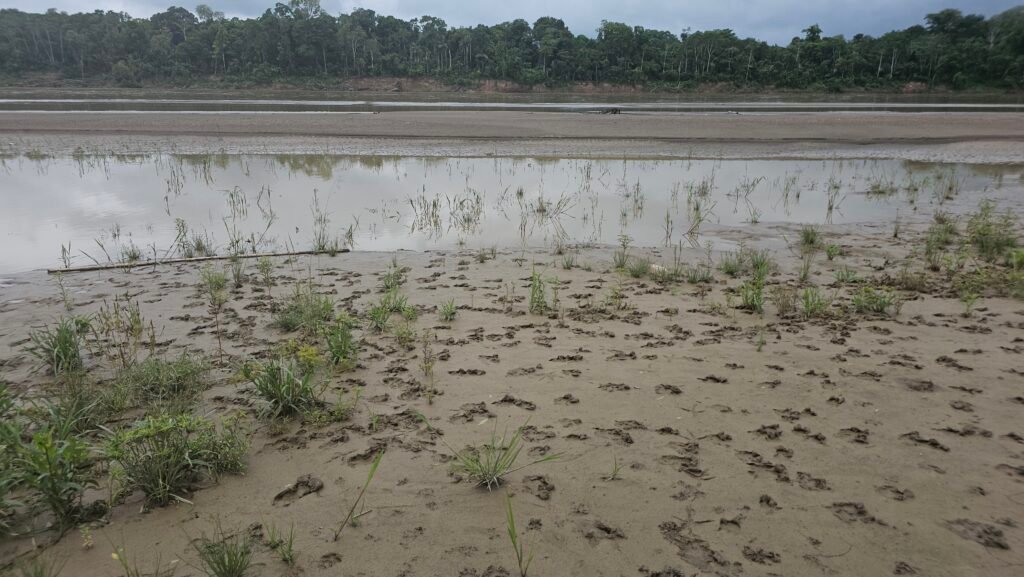 A close-up of heavy mud on a riverbank in the Peruvian Amazon, showing the transition from silt to mud after unexpected dry-season rain.