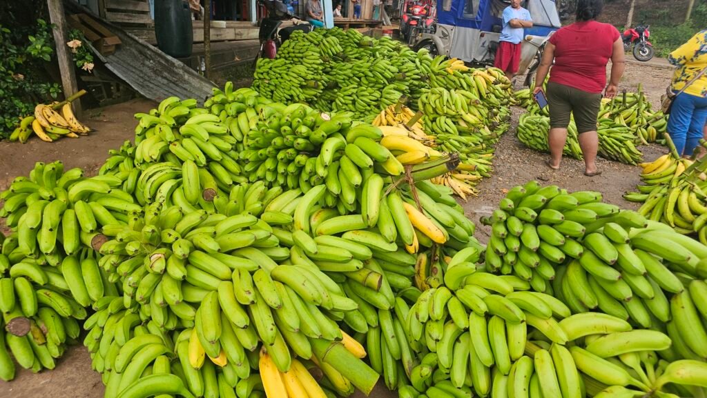 Large piles of green plantains being transported at a river port in the Peruvian Amazon