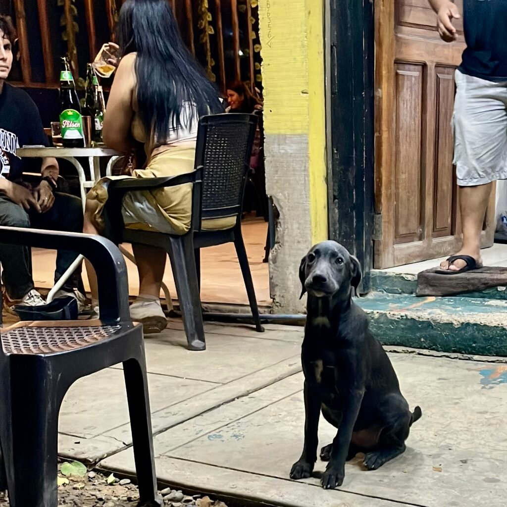 A small black dog sitting patiently on the sidewalk outside a local bar in Puerto Maldonado.