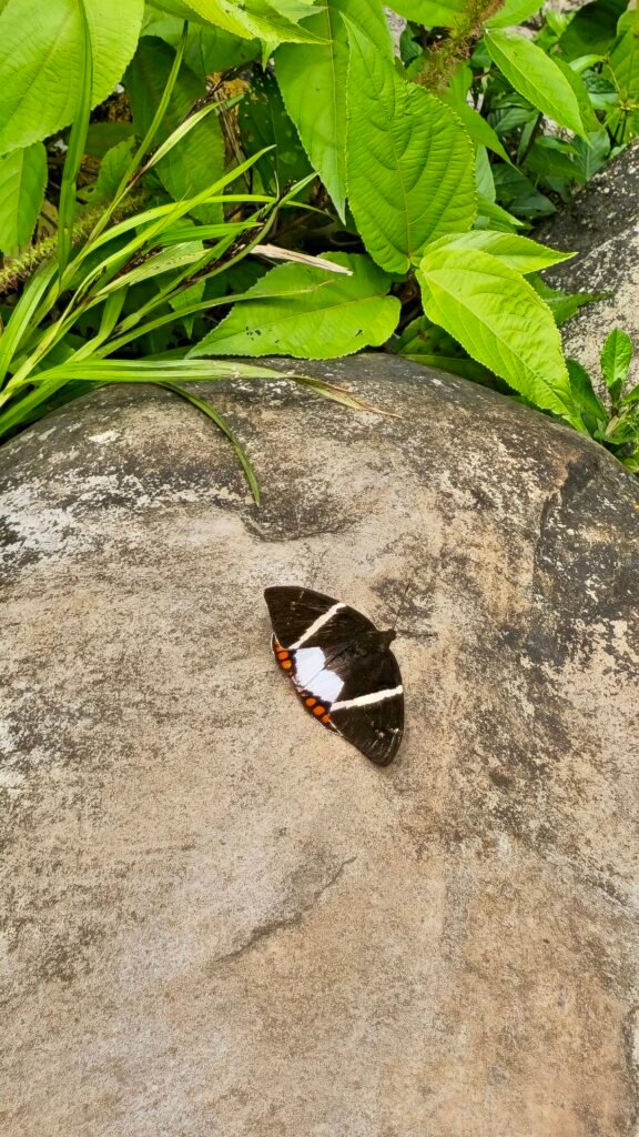 A close-up of a black, white, and orange butterfly resting on a sun-warmed rock in the Camanti Cloud Forest, Peru.