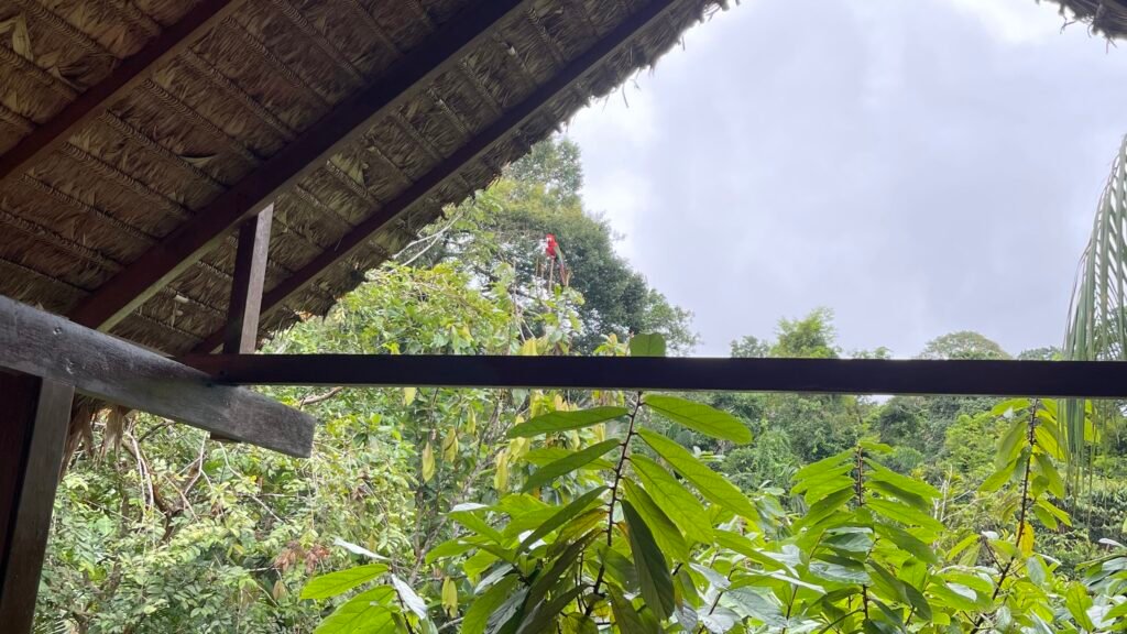 A Scarlet Macaw perched in the canopy looking down at a thatched lodge roof in the Tambopata jungle.