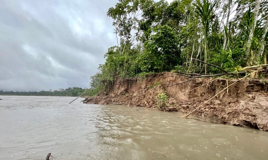 Collapsed mud banks and fallen jungle trees along the Tambopata river showing rainy season hydrology.
