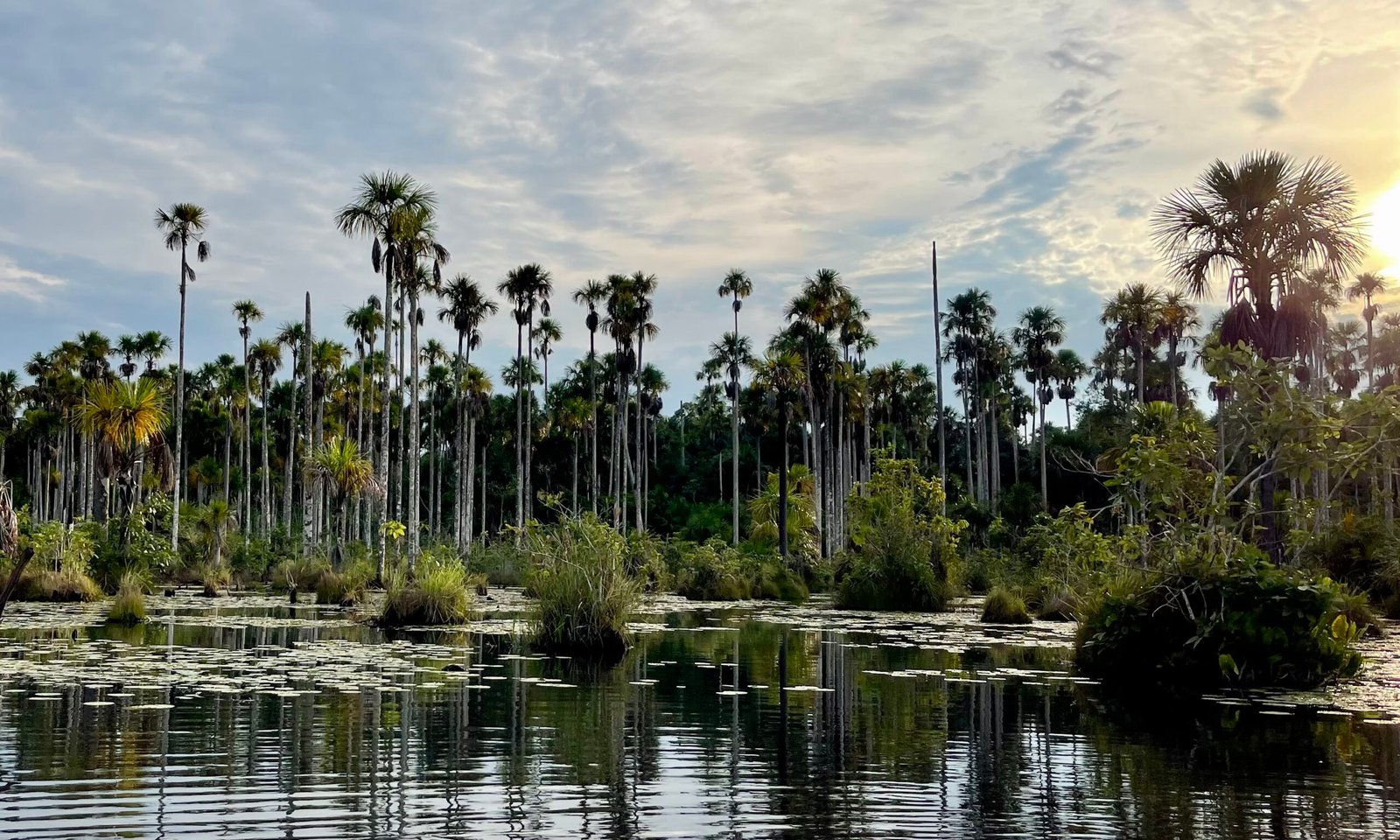 A high-contrast landscape view of tall palm trees reflecting perfectly in the glassy, mirror-like water of a palm swamp estuary in the Peruvian Amazon.