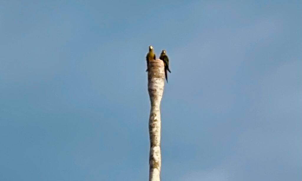 Two parrots silhouetted against a hazy sky on a dead palm snag in the Tambopata National Reserve.
