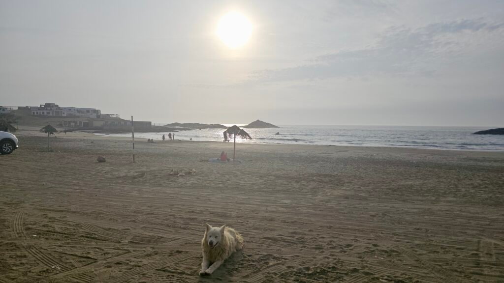 A friendly, fluffy dog resting on the sand at Playa Tuquillo in Huarmey, Peru, during the golden hour before sunset.