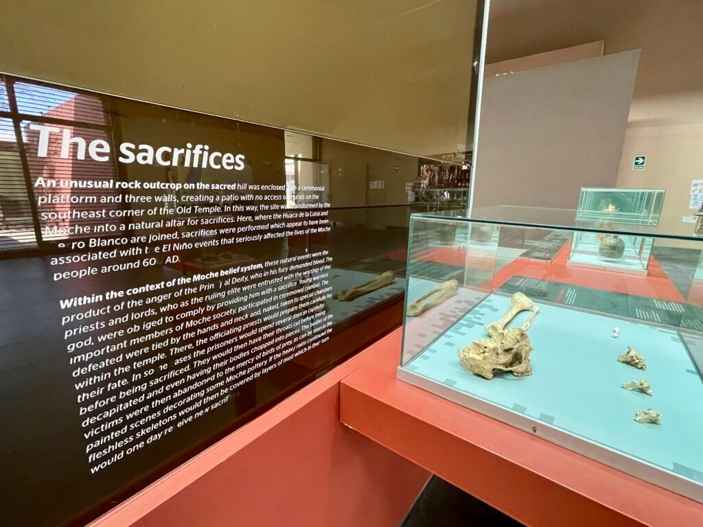A display case containing skeletal remains in the section of the Moche Museum dedicated to ritual sacrifices.